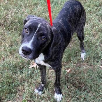 Emmanuel -  Hound and Mixed Breed Dog for Adoption in Nashville, Tennessee - Emmanuel | PetCurious