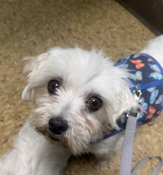 Molly -  Maltese Dog for Adoption in Toledo, Ohio - Molly | PetCurious