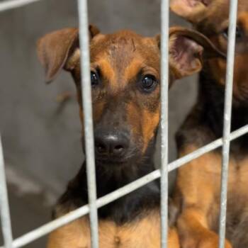 Biscuit A848366 -  Shepherd Dog for Adoption in Los Angeles, California - Biscuit A848366 | PetCurious