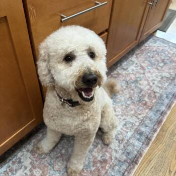 Rescue Goldendoodle and Miniature Poodle Dogs for Adoption in Mount Prospect, Illinois - Duke | PetCurious