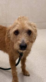 Irish Terrier and Mixed Breed Dogs Available for Adoption - Rowan | PetCurious