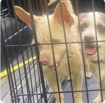 Spanky -  Chihuahua Dog for Adoption in Silver Spring, Maryland - Spanky | PetCurious