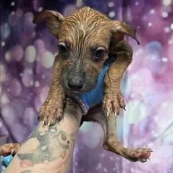 Tapatio -  Pit Bull Terrier and Mixed Breed Dog for Adoption in Fort Collins, Colorado - Tapatio | PetCurious