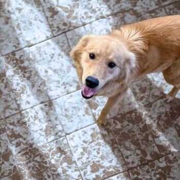 Golden Retriever and Mixed Breed Dogs Available for Adoption - Goldie | PetCurious