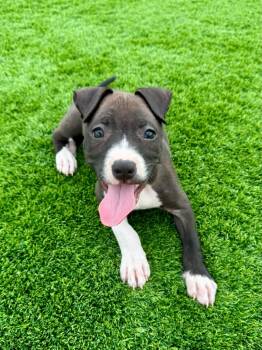 Rescue Pit Bull Terrier and American Bulldog Dogs for Adoption in Phoenix, Arizona - Obsidian | PetCurious