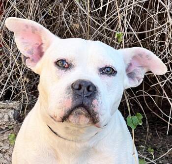 Rescue American Bully Dogs for Adoption in North Valley, New Mexico - Magical Ms Mia More ~ Sweet House Hippo Bully ! | PetCurious