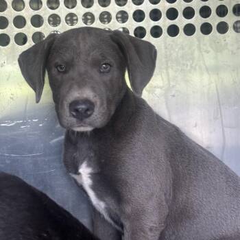 Quinn -  Retriever and Pit Bull Terrier Dog for Adoption in Birmingham, Alabama - Quinn | PetCurious