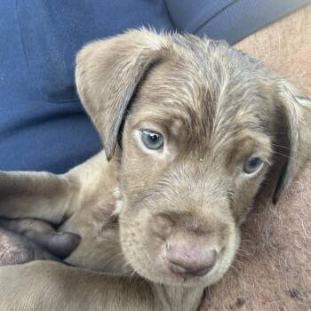Kyle -  Chocolate Labrador Retriever and Siberian Husky Dog for Adoption in Long Beach, California - Kyle | PetCurious