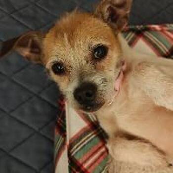 Chihuahua and Terrier Dogs Available for Adoption in Monticello, New York - Ace | PetCurious