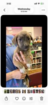Lilo -  Mixed Breed Dog for Adoption in Seaside Heights, New Jersey - Lilo | PetCurious