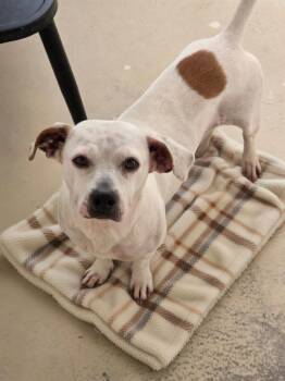 Bluey -  Beagle Dog for Adoption in Dandridge, Tennessee - Bluey | PetCurious