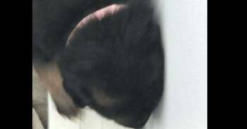 Belgian Shepherd Malinois and German Shepherd Dog Dogs Available for Adoption in Imlay City, Michigan - Gypsy Rose (Aircraft Litter, Pink Collar) - Located In NV | PetCurious