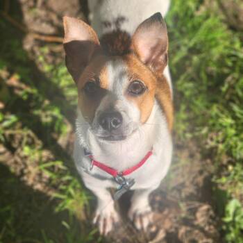 Olivia -  Jack Russell Terrier Dog for Adoption in Fenton, Michigan - Olivia | PetCurious