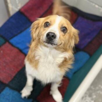 Spaniel and Corgi Dogs Available for Adoption in Sacramento, California - Petey | PetCurious