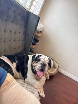 Buzz -  English Bulldog Dog for Adoption in San Rafael, California - Buzz | PetCurious