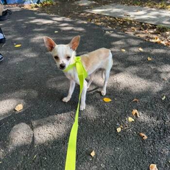 Trotter -  Chihuahua Dog for Adoption in Philadelphia, Pennsylvania - Trotter | PetCurious