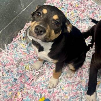 Mixed Breed Dogs Available for Adoption - Ladybug | PetCurious