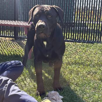 Maggie -  Labrador Retriever Dog for Adoption in Bourbonnais, Illinois - Maggie | PetCurious