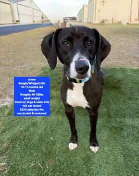 Beagle and Whippet Dogs Available for Adoption - Arrow | PetCurious