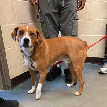 Gravy -  Mixed Breed Dog for Adoption in Memphis, Tennessee - Gravy | PetCurious