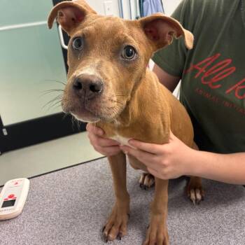 Budderball -  Pit Bull Terrier Dog for Adoption in Abilene, Texas - Budderball | PetCurious