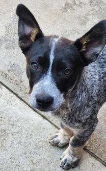 Kyuun -  Australian Cattle Dog Blue Heeler Dog for Adoption in Fort Lupton, Colorado - Kyuun | PetCurious