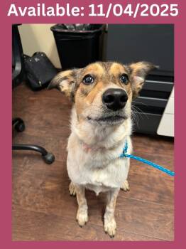 Rescue Cattle Dog and Mixed Breed Dogs for Adoption in Greenville, Texas - Dog Kennel #7 Clutch | PetCurious