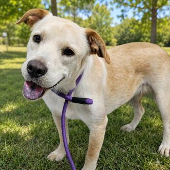 Mellow "Yellow" -  Yellow Labrador Retriever Dog for Adoption in Orangeburg, South Carolina - Mellow "Yellow" | PetCurious