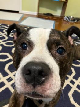 Nala -  Pit Bull Terrier Dog for Adoption in New Hope, Pennsylvania - Nala | PetCurious