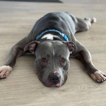 Kevin -  American Staffordshire Terrier Dog for Adoption in Austin, Texas - Kevin | PetCurious
