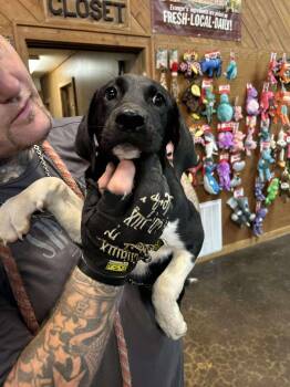 Rescue Basset Hound Dogs for Adoption in New Berlin, Wisconsin - FRAN   $425 | PetCurious