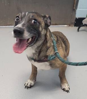 Dachshund Dogs Available for Adoption - Pen 214c Freya | PetCurious