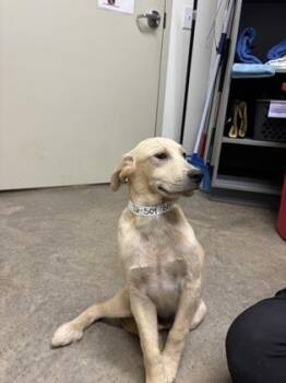 26-504 -  Labrador Retriever and Mixed Breed Dog for Adoption in Barnesville, Georgia - 26-504 | PetCurious