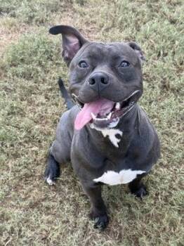 Whimmy -  Pit Bull Terrier and Mixed Breed Dog for Adoption in Atlanta, Georgia - Whimmy | PetCurious