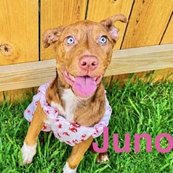 Juno -  Australian Cattle Dog Blue Heeler and American Staffordshire Terrier Dog for Adoption in Austin, Texas - Juno | PetCurious