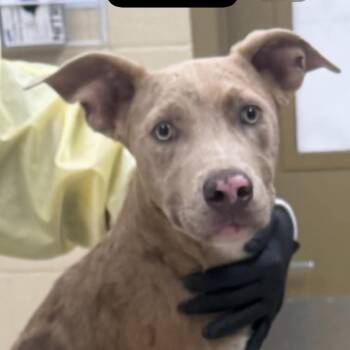 Mixed Breed Dogs Available for Adoption in Winston-salem, North Carolina - Taco | PetCurious
