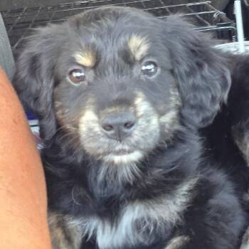 Bobby hopper -  Golden Retriever and Australian Shepherd Dog for Adoption in Goltry, Oklahoma - Bobby Hopper | PetCurious
