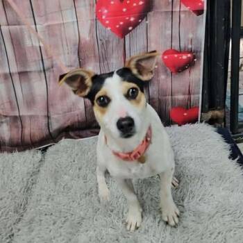 Jack Russell Terrier Dogs Available for Adoption - Mocha | PetCurious