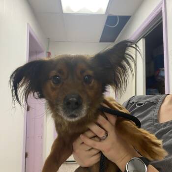 Rescue Dachshund Dogs for Adoption in Northbrook, Illinois - TJ | PetCurious