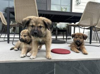 River -  Shepherd and Mixed Breed Dog for Adoption in Denver, Colorado - River | PetCurious