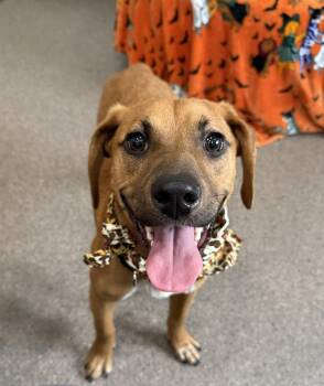 Rescue Mixed Breed Dogs for Adoption in Sault Ste. Marie, Michigan - Stanley | PetCurious