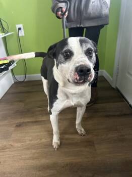 Rescue Pit Bull Terrier Dogs for Adoption in Cleveland, Tennessee - Zeus | PetCurious