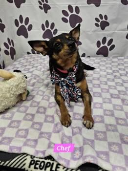 Rat Terrier Dogs Available for Adoption in Metairie, Louisiana - Chef | PetCurious