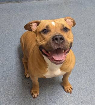 Butta -  Pit Bull Terrier Dog for Adoption in Suffolk, Virginia - Butta | PetCurious