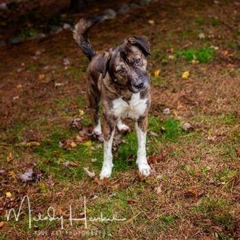 Rescue Akita and Great Pyrenees Dogs for Adoption in Brockton, Massachusetts - Venus | PetCurious