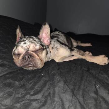 Cookie -  French Bulldog Dog Available for Adoption in Normal, Illinois - Cookie | PetCurious