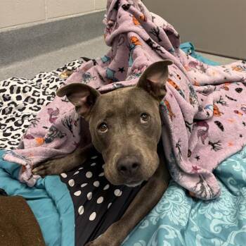 NORAH -  Pit Bull Terrier and Mixed Breed Dog for Adoption in Indianapolis, Indiana - NORAH | PetCurious