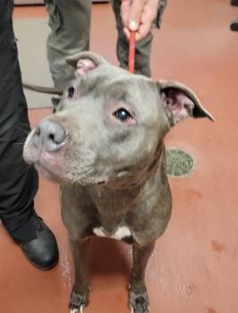Pit Bull Terrier Dogs Available for Adoption - Bambi | PetCurious