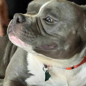 Shay -  Mixed Breed Dog for Adoption in West Palm Beach, Florida - Shay | PetCurious