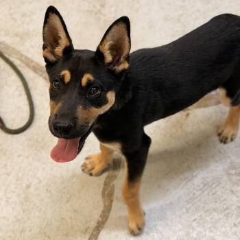 Trent Krimm -  Doberman Pinscher and Shepherd Dog for Adoption in La Grange, Kentucky - Trent Krimm | PetCurious